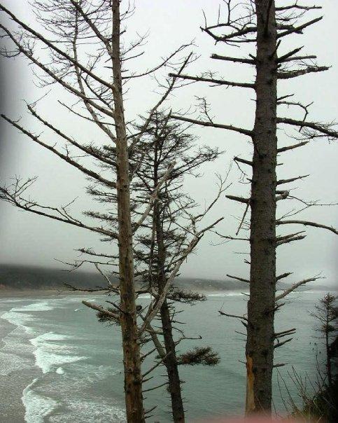 Patsy Crumpacker's album, Oregon Coast - 2009