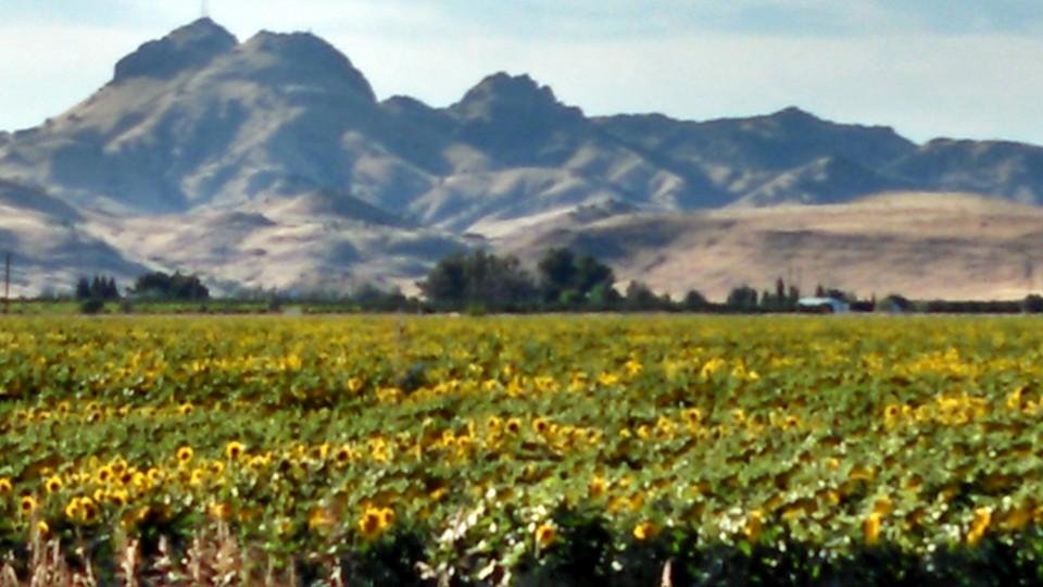 Field of sunflowers and the butte range...beautiful!