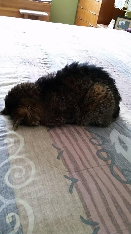 Cheech either crash landed or is in meditation mode.