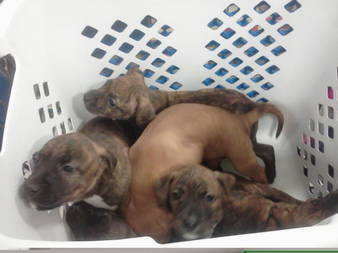 Happiness is a basket full of puppies!!!!!