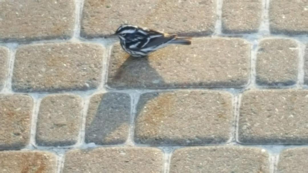 You have to appreciate the little things in life like this little bird who was basking in the sun as I entered our building at work this morning. I love the colors.