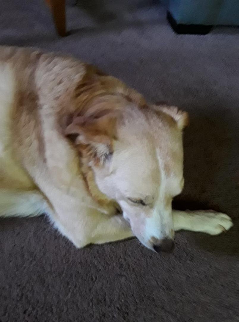 So Lucy's cancer is back
This is in a little over a month. It is the same leg and now she is having nausea issues. She was at the vet yesterday and we are just making her comfortable. At least she had a wonderful time in