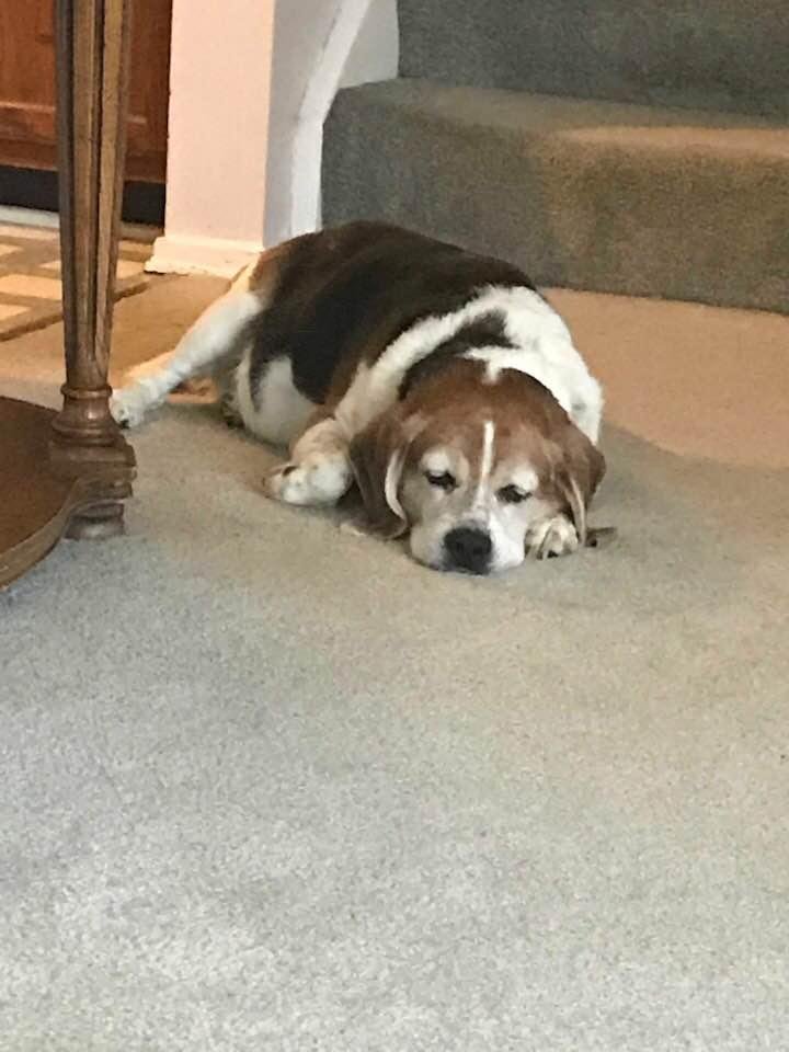 Happy National Dog today to Bailey!! She is a Demon Dog but we love her so much!!!!
