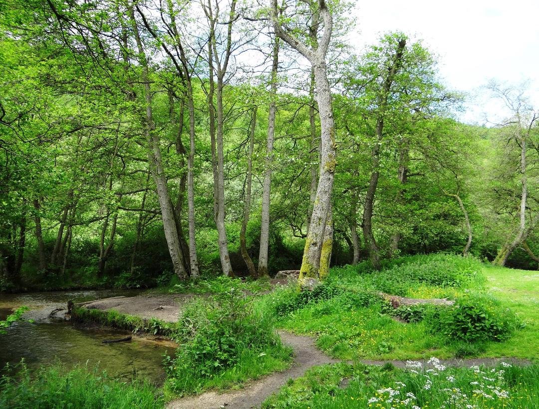 This is the Dalby Forest in the Yorkshire area of England. We had a picnic here.
