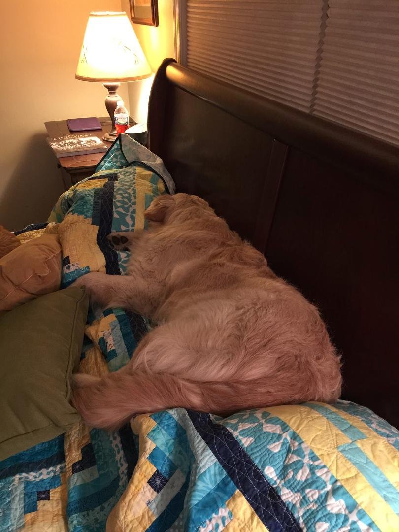 Keagan is trying to sleep on all the pillows now, not just mine.