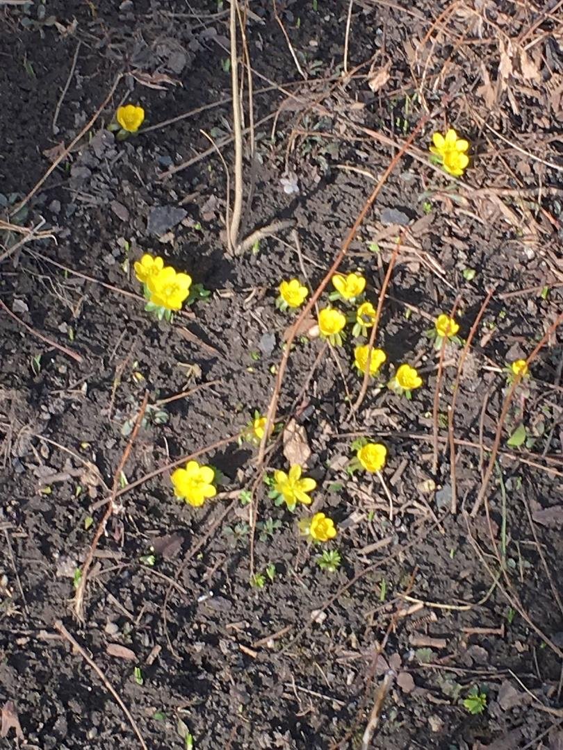 Can Spring be far behind?
