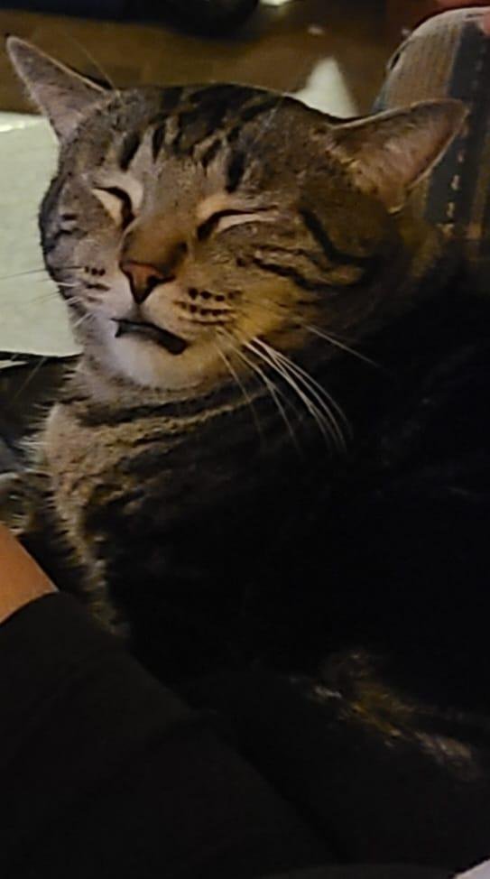 When you pet your kitty into a trance.