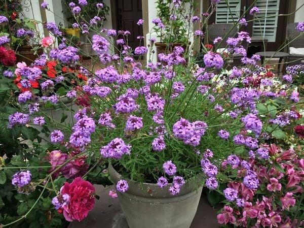 Verbena lilacina in a pot.