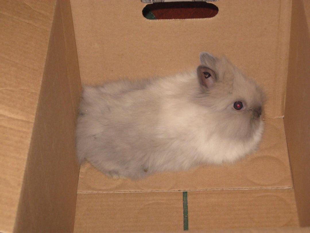 Janie's new bunny