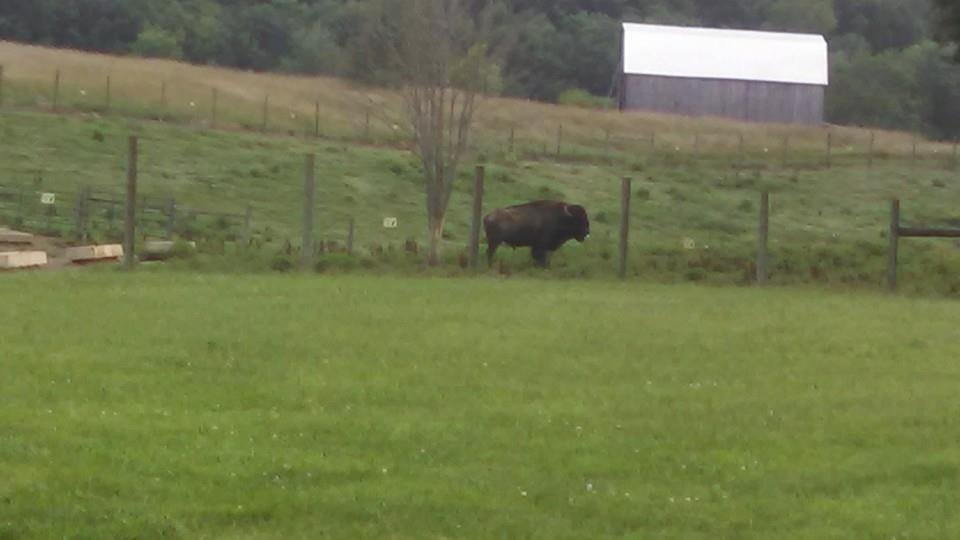 Buffalo