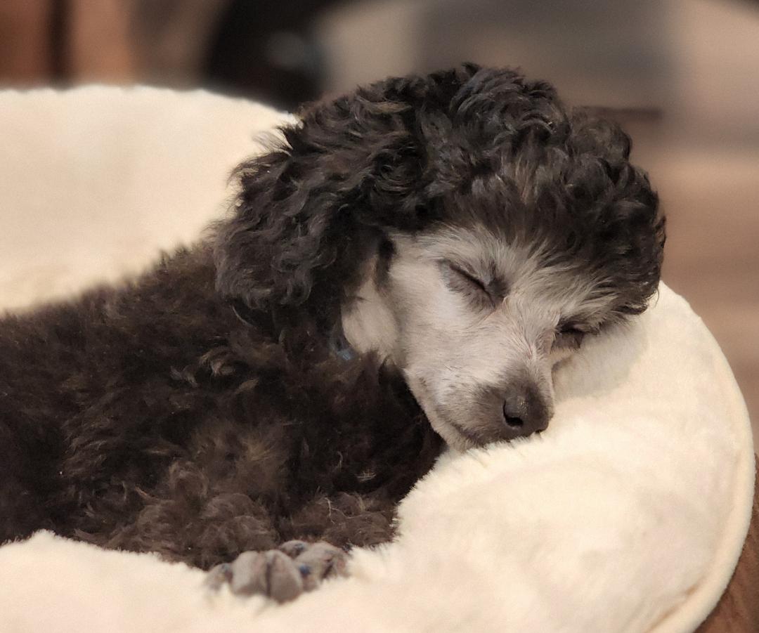 After 18 1/2 years we had to put our poodle, Sam, to sleep. We promised ourselves we would not get another dog. So... Here is Sam 2, a toy poodle who should get to about 8-9 lbs. Right now he is only 3 pounds. Not really en