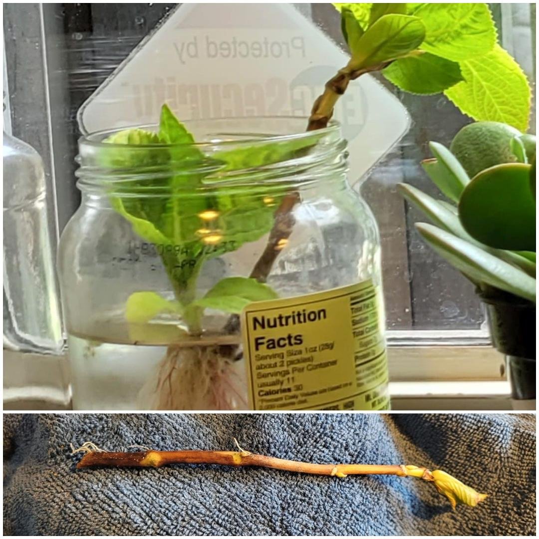 I took this hydrangea clipping from my brother's plant. Wasn't sure I could root it but I did it. Will be potting it soon. I have been babying this baby for 2 months or so in my kitchen window sill so I 🤔would not forget.