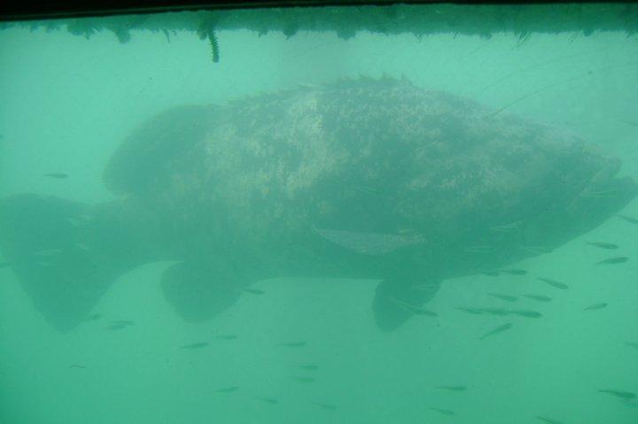 4 foot long Goliath Grouper