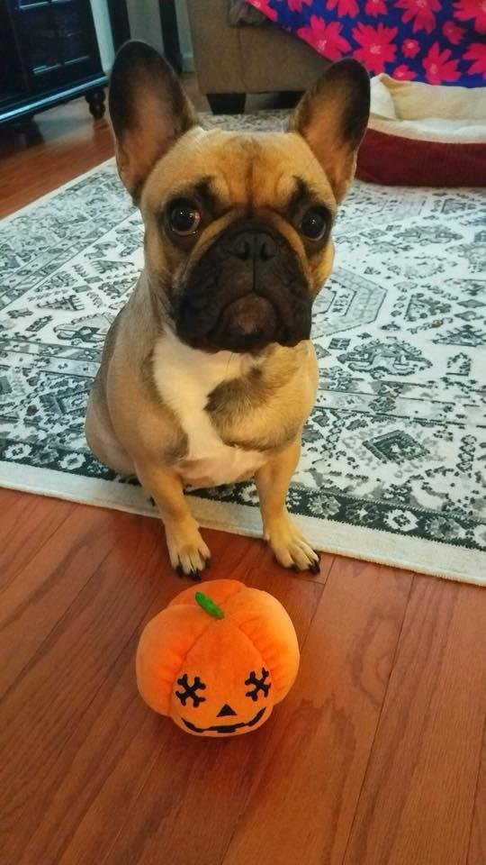 Grandpuppy, Uma, getting ready early for Halloween.