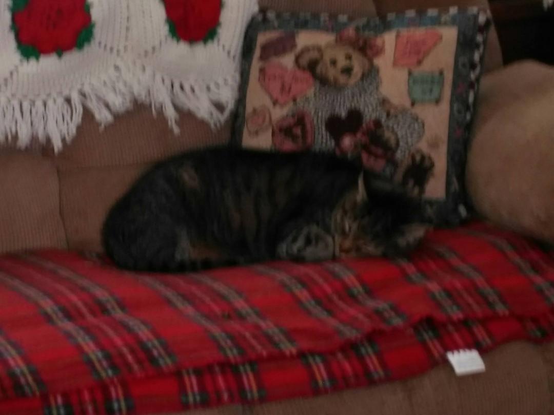 My good cat.