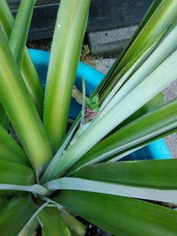 I am so excited. I put my pineapple outside a week ago. Today I checked it and I have a BABY. I'm going to take more pictures as it grows. hehehe what a great day.