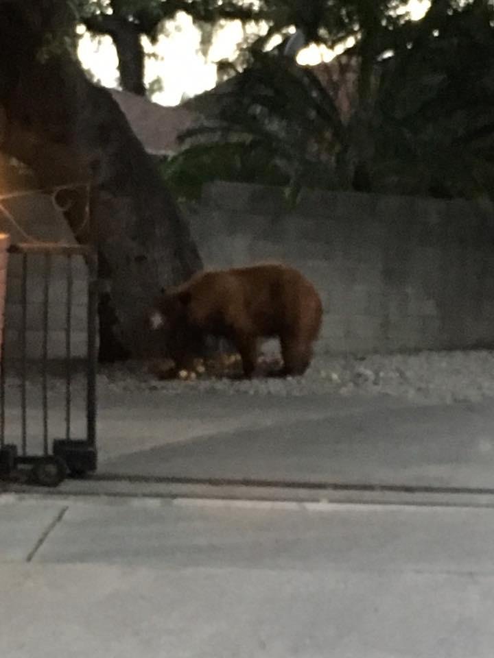 Just saw my first ever wild bear. So cool!!!!!