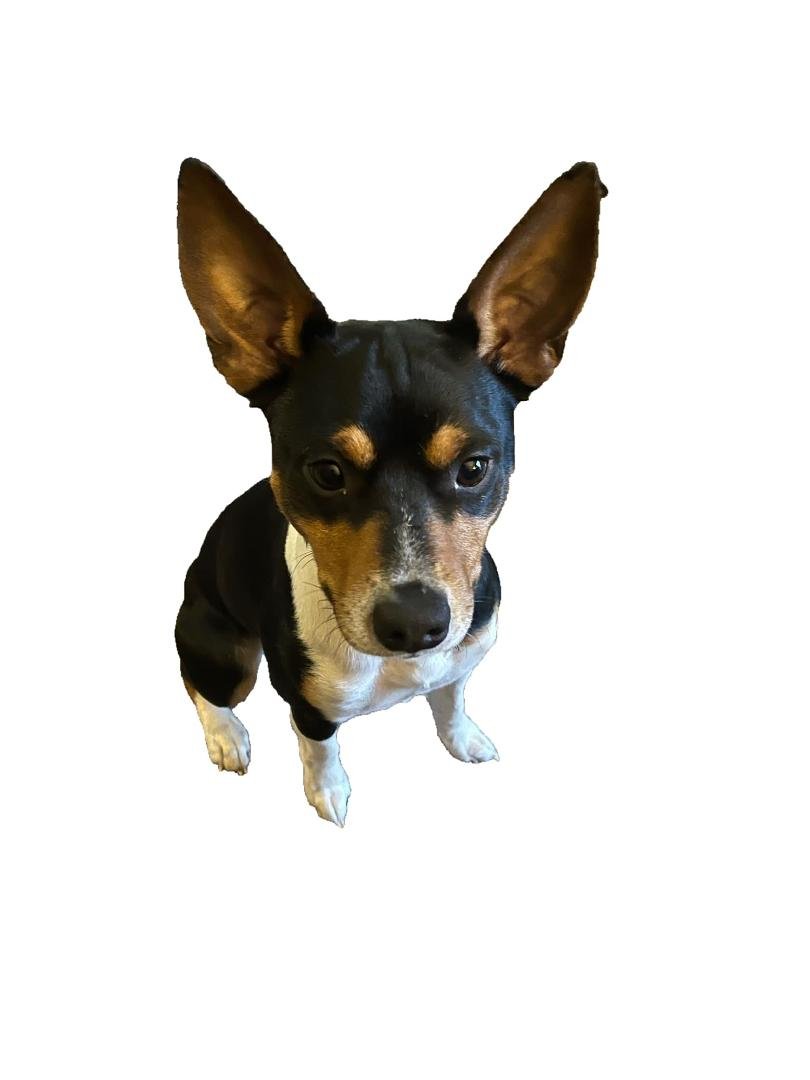 Vinny Lech's album, Mobile uploads