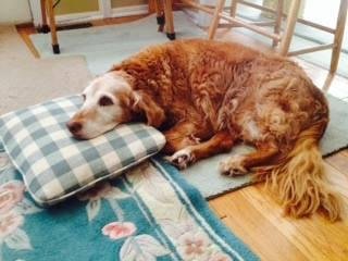 My little lady is home and in one of her favorite spots...the foyer. Not pleased that she cannot go upstairs but she is very shaky walking. She ate a few pieces of a plain hamburger yesterday and this am. Refuses to take
