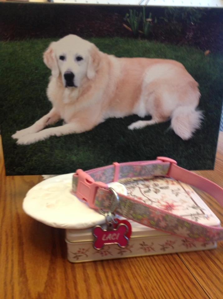 Our Laci girl is back with me....miss you so much, Laci you will always be with me and in my heart.