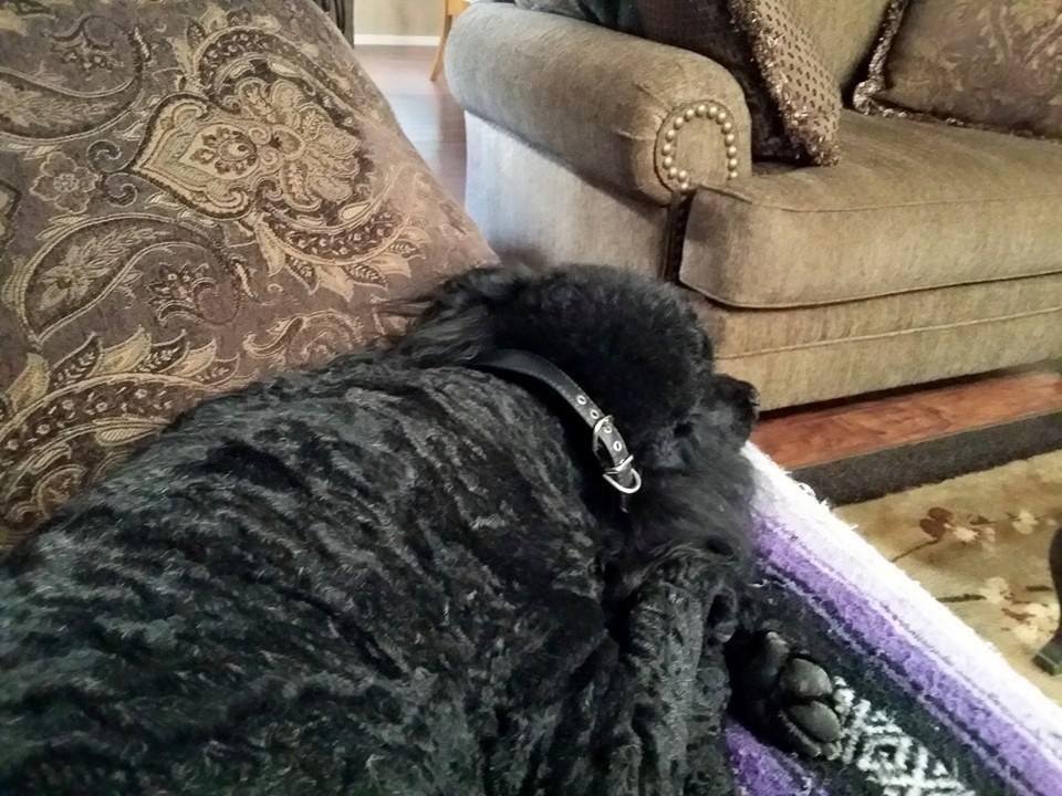 Chilling on the couch with my love Monique