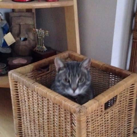 Fern put this basket on the floor and 2 seconds later. You can see what happened.