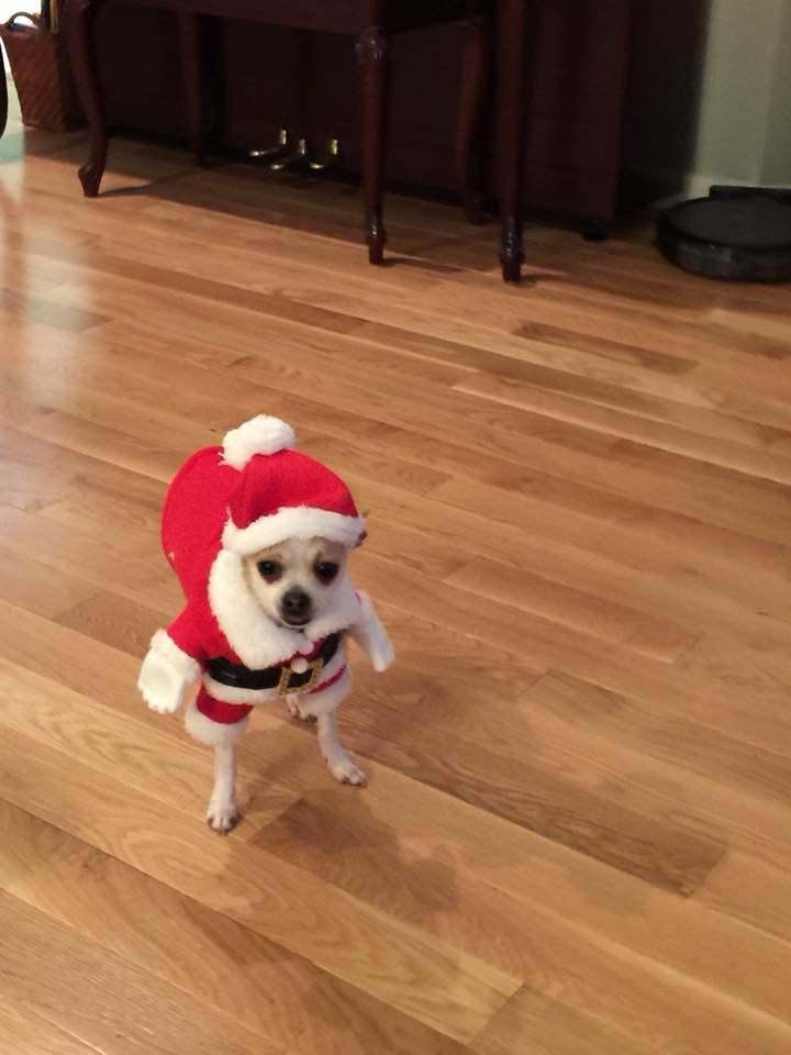 For those of you who did not see my little dog Loki in his Santa outfit. This was a gift from the grandchildren.