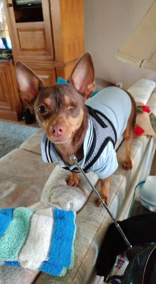 Here's a picture of my "Preppy Pip", everybody! Isn't he cute? He's just over 2 years old. Trust me....looks CAN BE DECEIVING....HEHEHE!!!
He can be a 'holy terror' at times, full of meanness 1 minute, then ready to cu