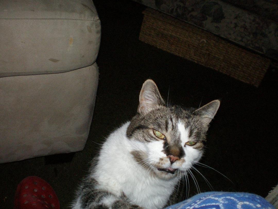 I said good by to my Elvis Yesterday he had 18 years. He wasn't eating and was not well. It was so hard but I couldn't let him starve nor could I put him through force feeding. I miss him so much . I know I did the right t