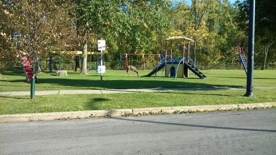 Deer (Doe),. they are frequent visitors in backyards and parks. (N Tonawanda, NY)