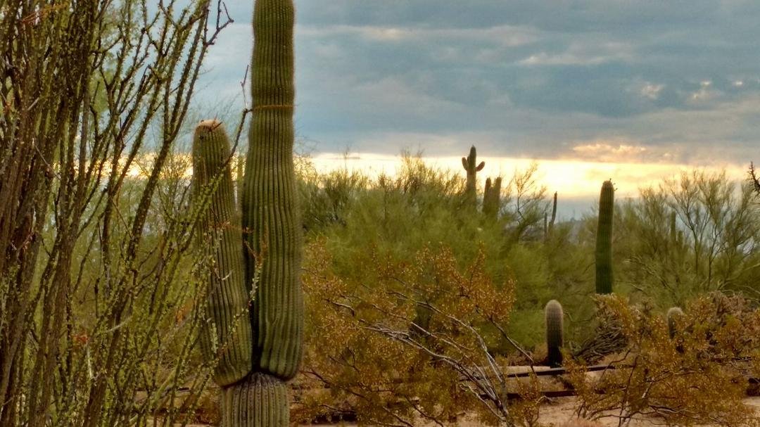 Morning in Arizona! Desert smells like rain is coming.......