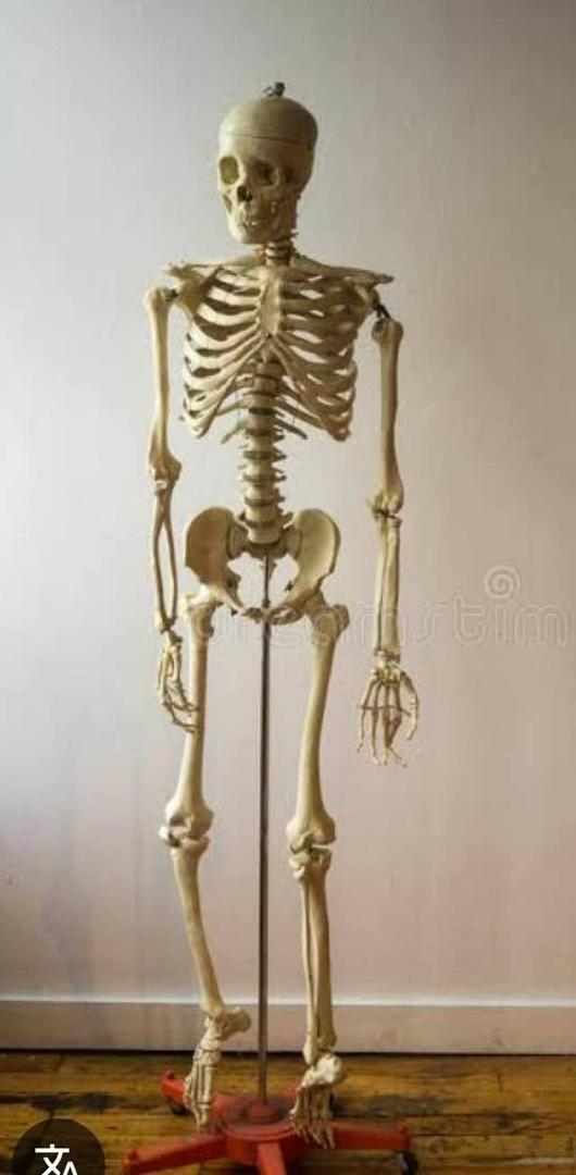 We were sitting in a classroom that had a skeleton in a case with a glass front. About a hundred of us were waiting for our Constitutional law professor to start our class. The professor was a serious man; void of a sense o