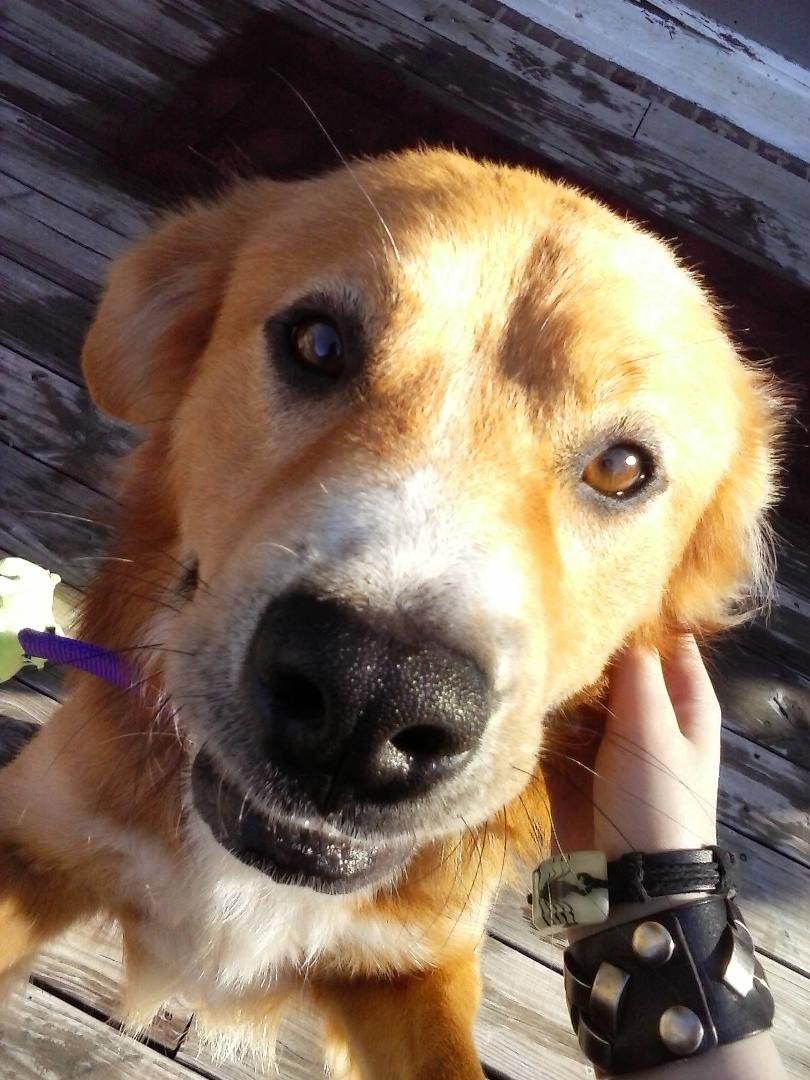 The newest member of the family. My granddaughter, Cheridan, wanted another dog so we decided to check the animal shelters and there he was, just waiting to come home with us. We ALL love him already and he is the best thi