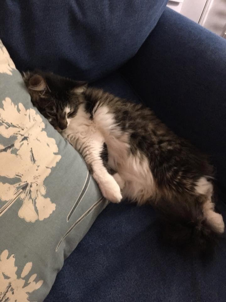 Sally Champaigne's album, Mobile Uploads