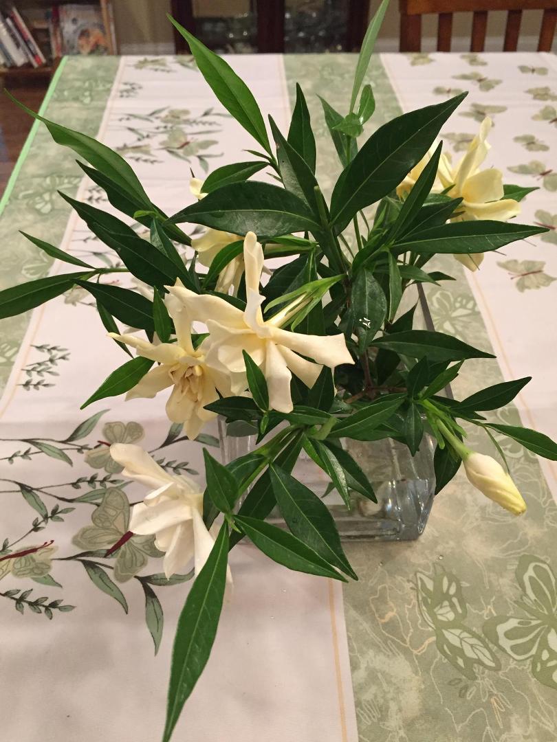 These gardenias are fresh from the garden. They smell heavenly!