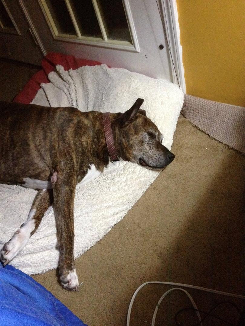 BIG DOG DREAMS - Faster than a speeding bullet... More Powerful than a locomotive... Able to chew a rawhide bone in under an hour... Squirrels fear me... I AM CECE the WONDERDOG !!