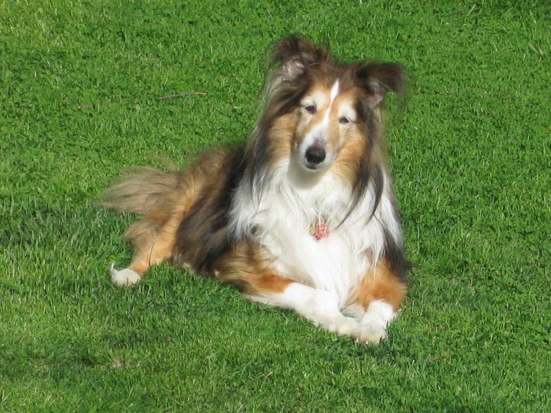Lost my best puppie today. After 15 and a half years. I'll miss him a lot.