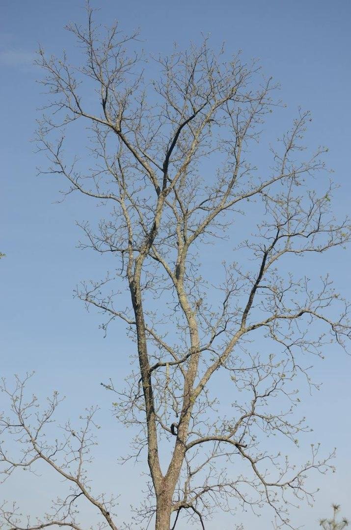 A tree that should be in bloom