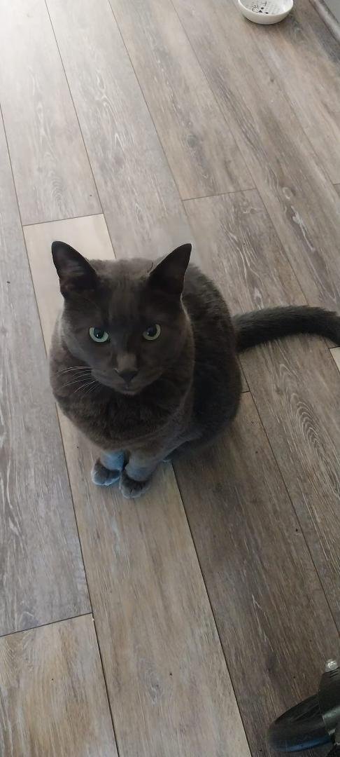 His mornings involve watching me drink my coffee, then napping all day, meowing an hour or so before bedtime. Not much different from my life except I don't meow much