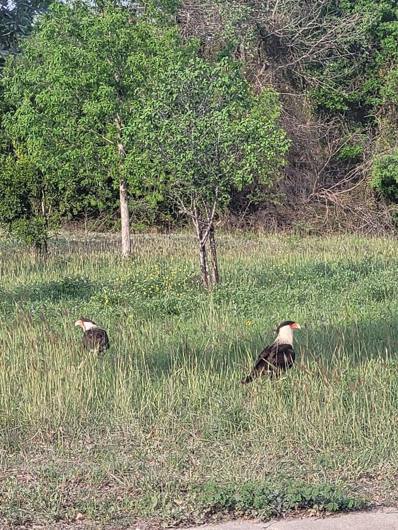 Caracara scoping out an armadillo carcass!