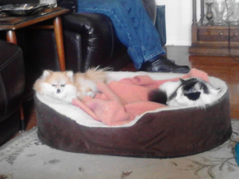 Sandy Cole's album, Mobile uploads