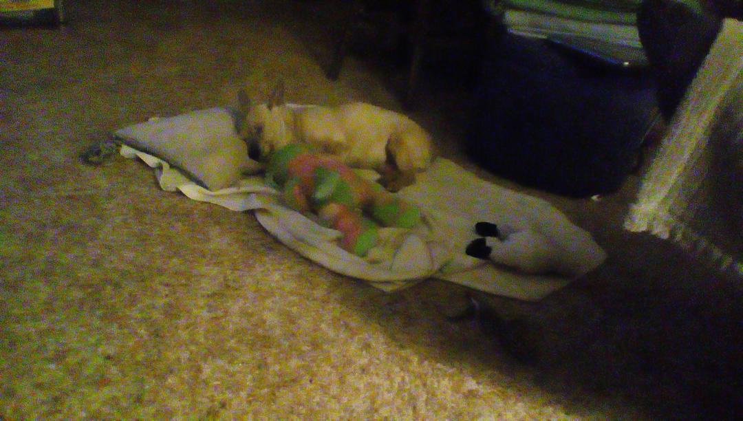 Tired little Maisy