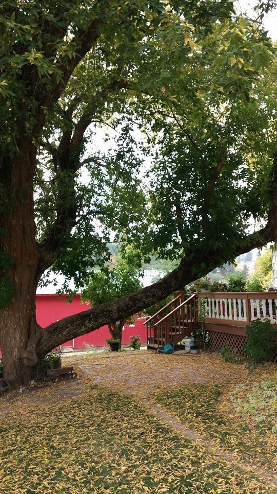 My tree, use use it to Lay and read in,slide down...lived watching the snow pile up on it in the winter