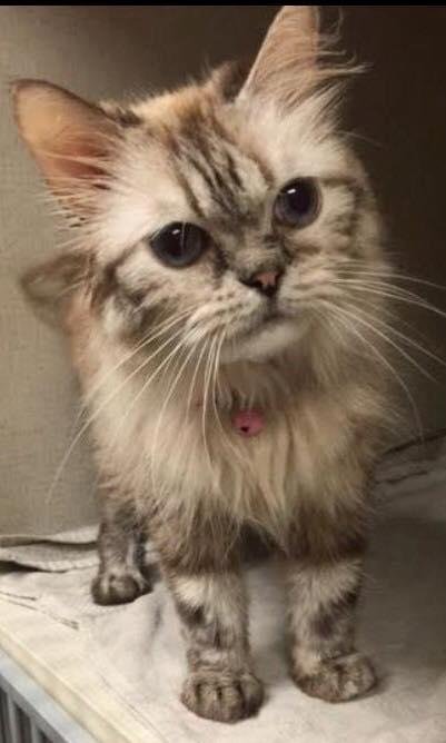 Tammy Davidson's album, Mobile Uploads