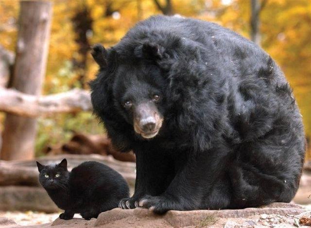 A stray cat wandered into this Asiatic bear's enclosure at the Berlin Zoo.  It has been coming back frequently for 10 years to visit its friend.