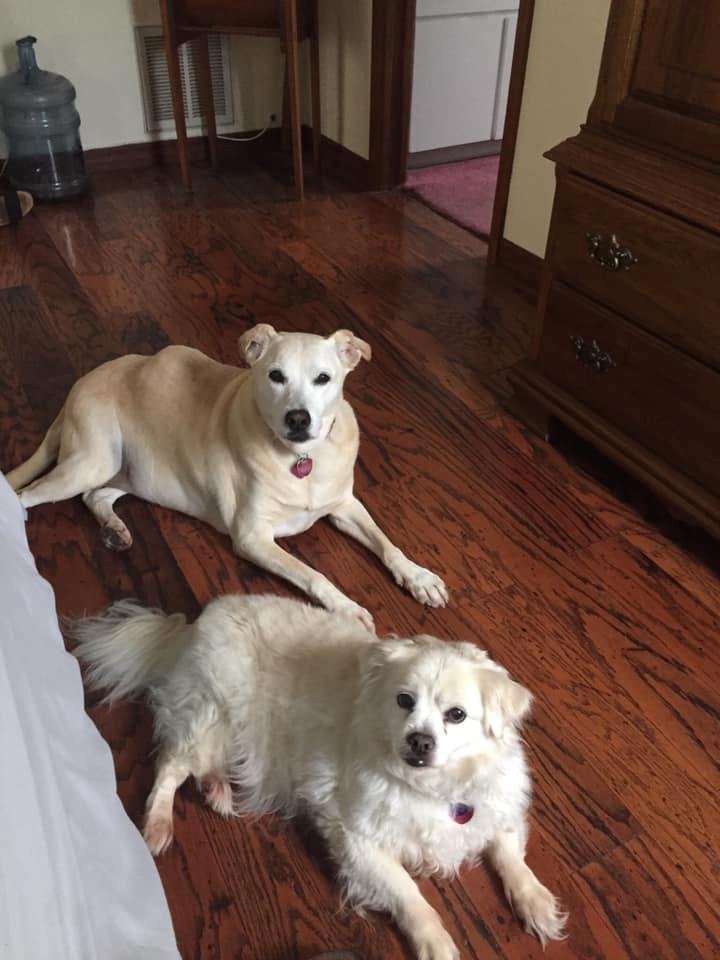 Happy Dog Day