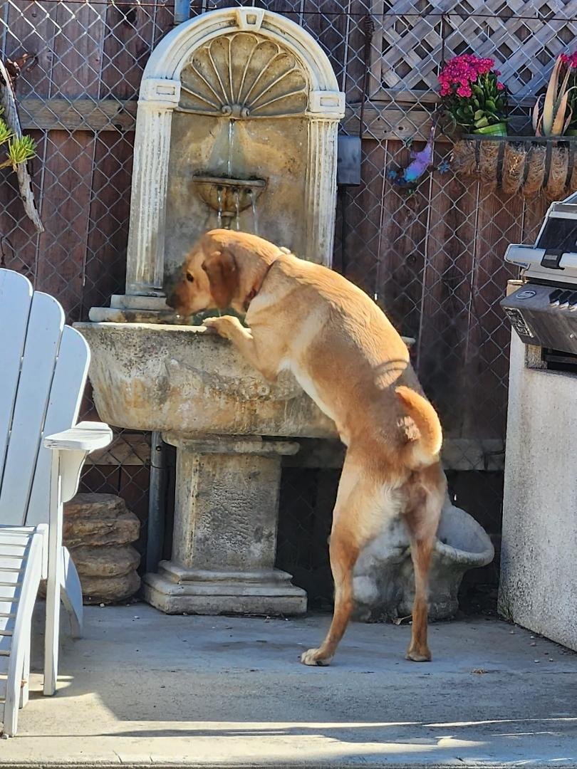 "Who says I have to drink from a Bowl."