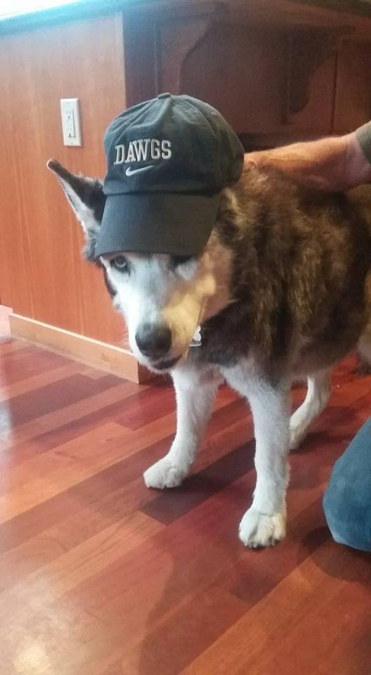 Woof Woof