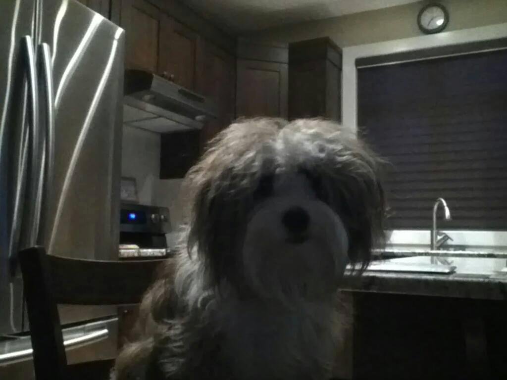 My Aussiedoodle turns one today