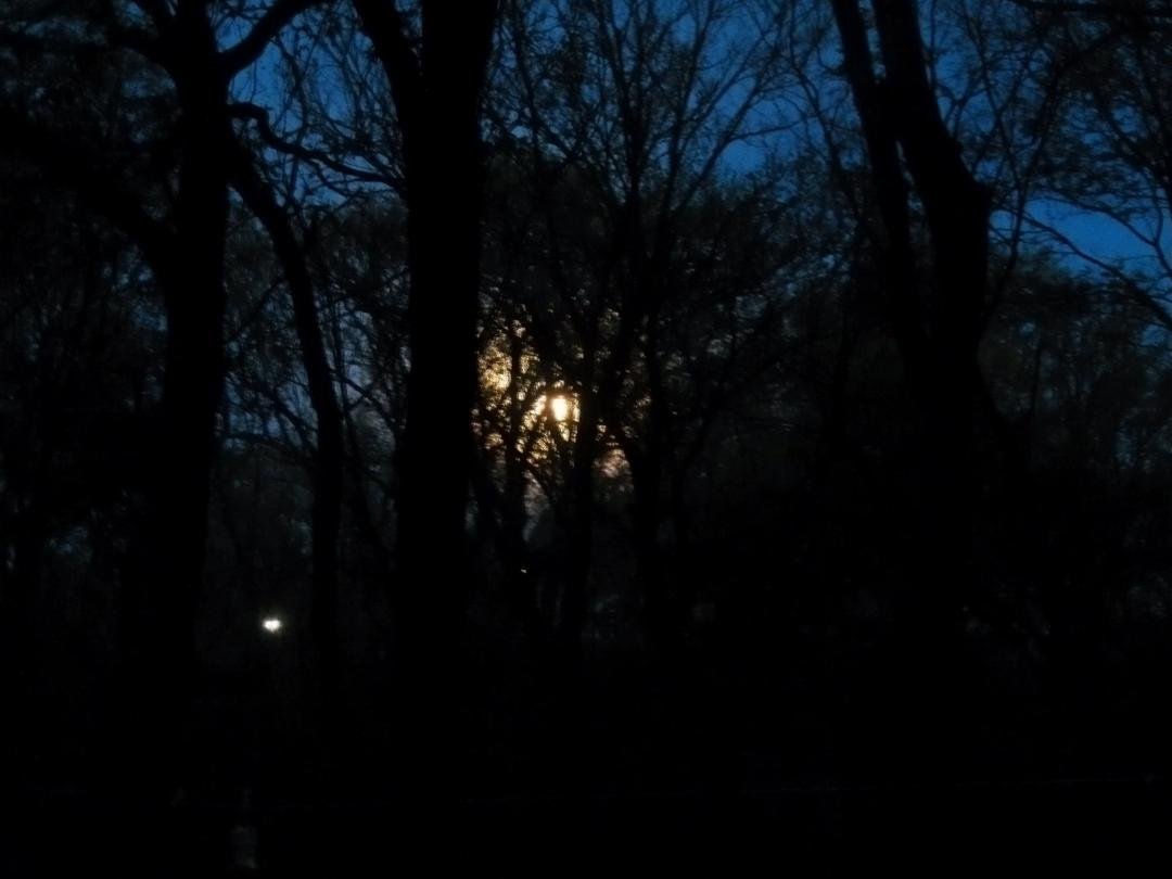 Good morning from the woods!